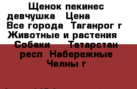 Щенок пекинес девчушка › Цена ­ 2 500 - Все города, Таганрог г. Животные и растения » Собаки   . Татарстан респ.,Набережные Челны г.